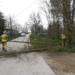 Uklanjanje stabala