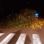 Uklanjanje stabala sa ceste nakon nevremena
